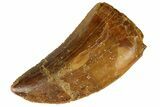 Serrated, Juvenile Carcharodontosaurus Tooth #186067-1